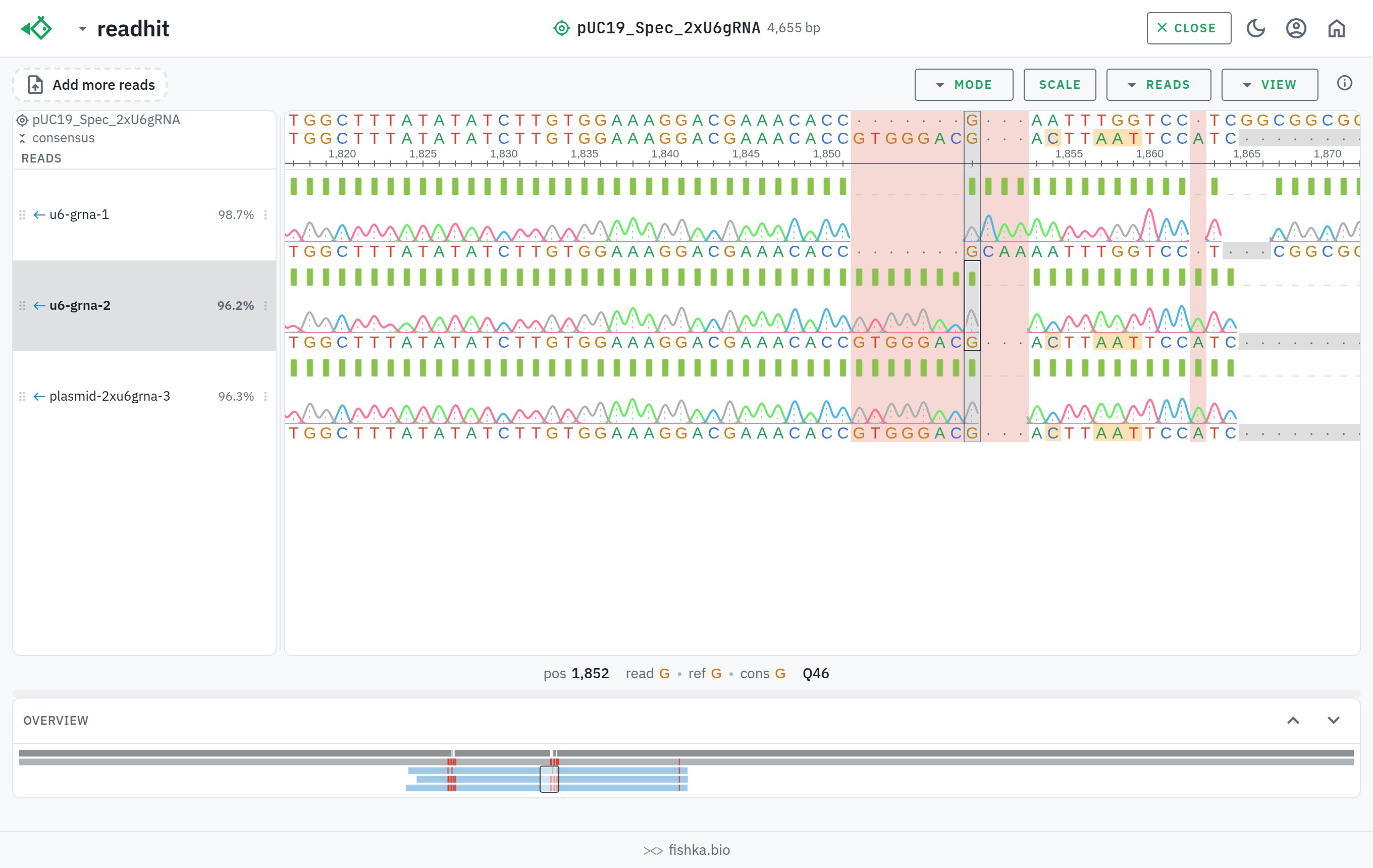 readhit showing three Sanger .ab1 reads aligned to a plasmid reference, each drawn as a chromatogram trace with its per-base quality, light theme